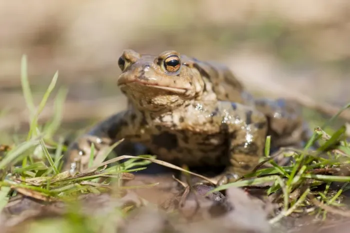Framed Print : Common Toad or European Toad -Bufo bufo- on grass, Thuringia, Germany Framed Print : Common Toad or European Toad -Bufo bufo- on grass, Thuringia, Germany