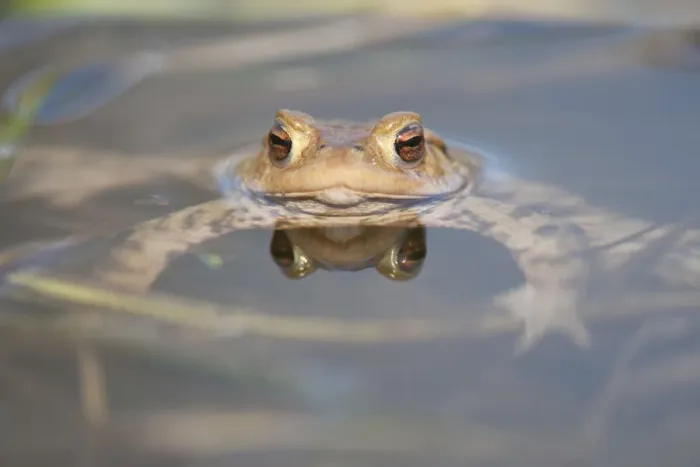 Framed Print : Common Toad or European Toad -Bufo bufo- in the water, Thuringia, Germany Framed Print : Common Toad or European Toad -Bufo bufo- in the water, Thuringia, Germany