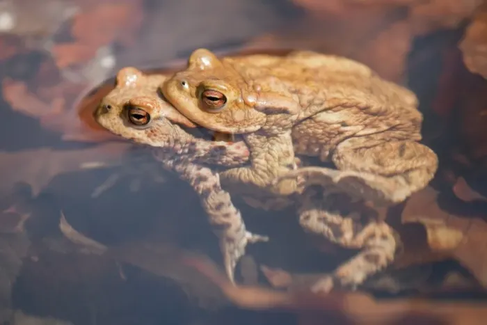 Framed Print : Common Toads -Bufo bufo-, mating, male clasping a female, amplexus, Thuringia, Germany