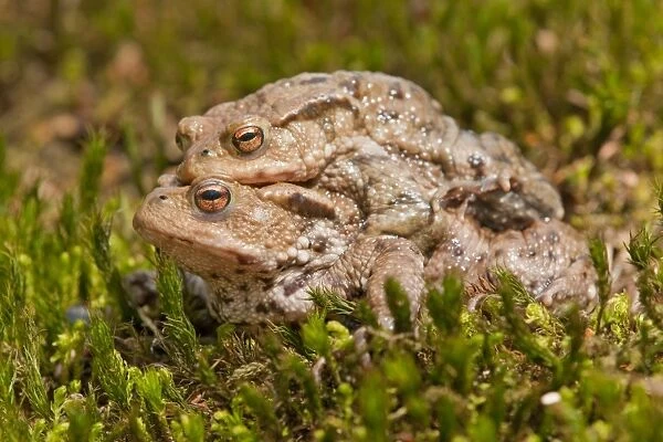 Common Toads -Bufo bufo-, mating, male clasping a female, amplexus, Thuringia, Germany