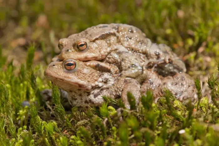 Framed Print : Common Toads -Bufo bufo-, mating, male clasping a female, amplexus, Thuringia, Germany