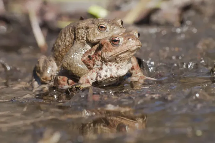 Framed Print : Common Toads -Bufo bufo-, pair in a pond, North Hesse, Hesse, Germany