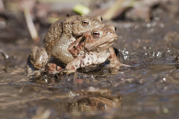 Common Toads -Bufo bufo-, pair in a pond, North Hesse, Hesse, Germany