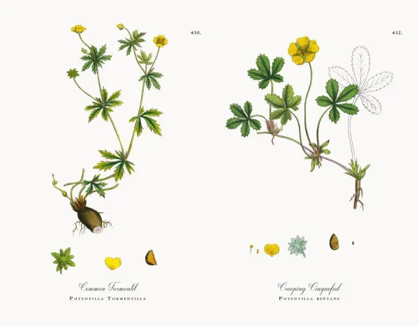 Rare 1863 Victorian Botanical Print of Common Tormentil. Art Prints,  Posters & Puzzles from Fine Art Storehouse