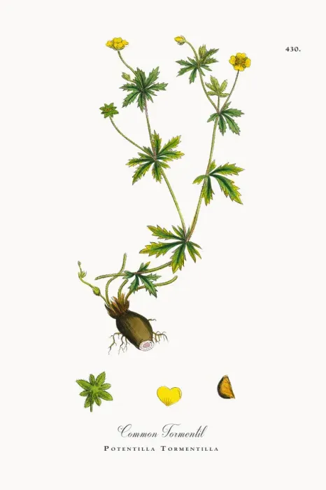Framed Print : Common Tormentil, Potentilla Tormentilla, Victorian Botanical Illustration, 1863 Framed Print : Common Tormentil, Potentilla Tormentilla, Victorian Botanical Illustration, 1863