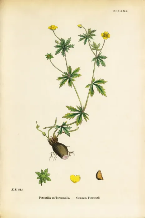 Framed Print : Common Tormentil, Potentilla Tormentilla, Victorian Botanical Illustration, 1863