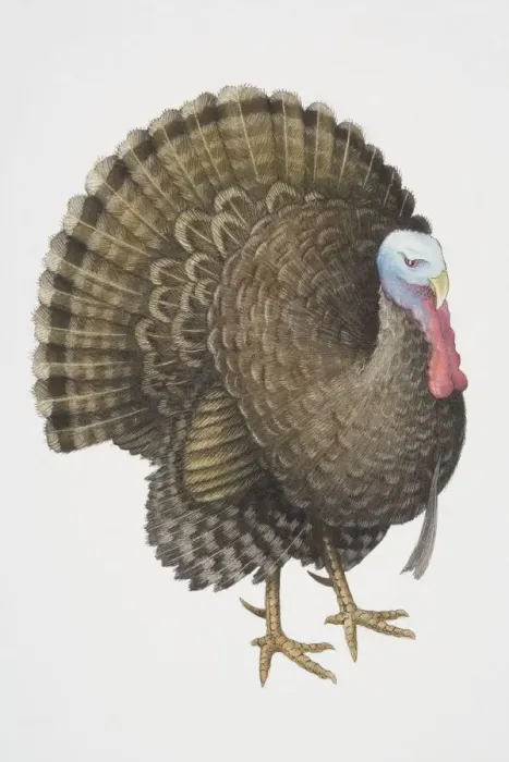 Framed Print : Common Turkey (Meleagris gallopavo), male wild turkey fanning its tail, side view Framed Print : Common Turkey (Meleagris gallopavo), male wild turkey fanning its tail, side view
