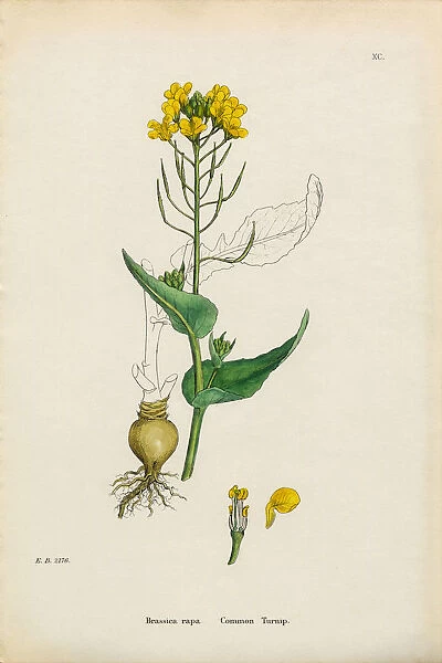 Common Turnip, Brassica rapa, Victorian Botanical Illustration, 1863