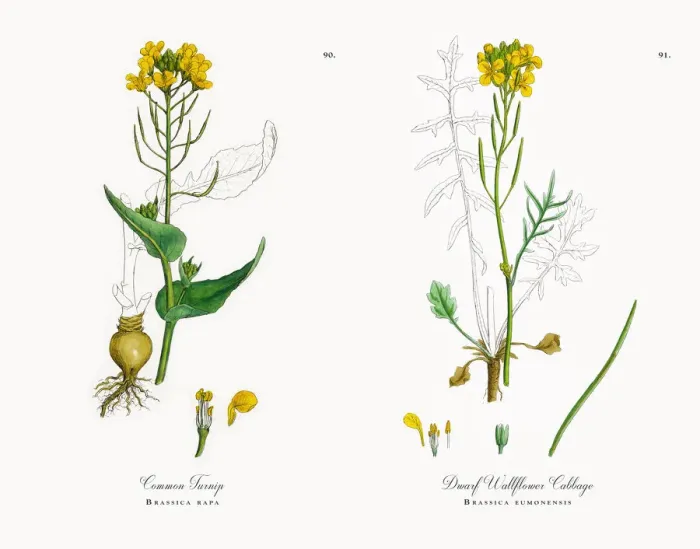 Framed Print : Common Turnip, Brassica rapa, Victorian Botanical Illustration, 1863 Framed Print : Common Turnip, Brassica rapa, Victorian Botanical Illustration, 1863