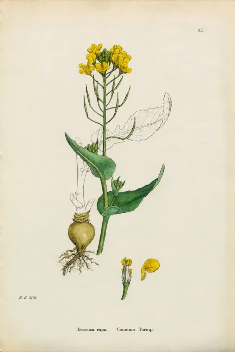 Framed Print : Common Turnip, Brassica rapa, Victorian Botanical Illustration, 1863 Framed Print : Common Turnip, Brassica rapa, Victorian Botanical Illustration, 1863