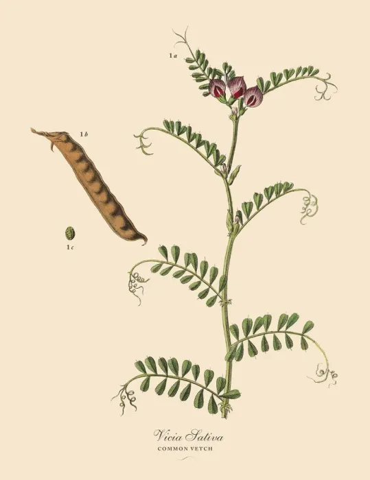 Framed Print : Common Vetch, Legumes, Victorian Botanical Illustration Framed Print : Common Vetch, Legumes, Victorian Botanical Illustration