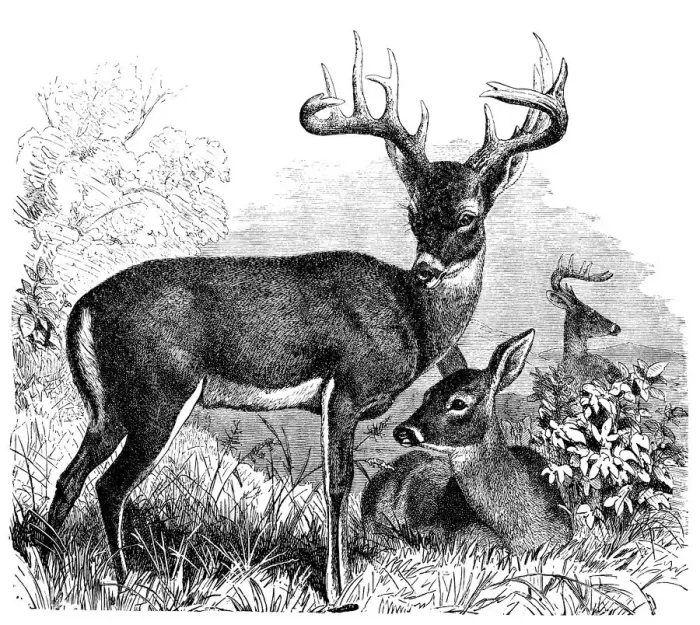 Framed Print : Common or Virginian Deer (Cervus virginianus)