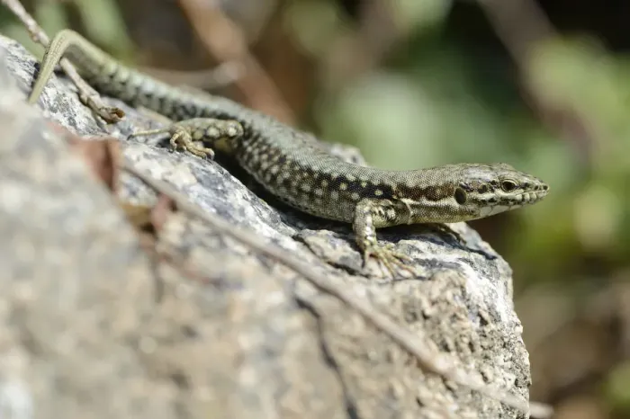 Framed Print : Common Wall Lizard -Podarcis muralis-, Departement Cotes-d?Armor, Brittany, France Framed Print : Common Wall Lizard -Podarcis muralis-, Departement Cotes-d?Armor, Brittany, France