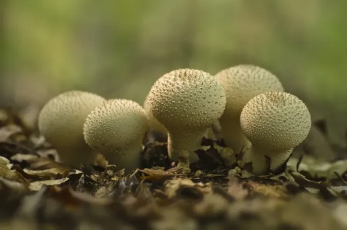 Framed Print : Common, warted or gem-studded puffball or devils snuff-box --Lycoperdon perlatum-, Brandenburg, Germany, Europe Framed Print : Common, warted or gem-studded puffball or devils snuff-box --Lycoperdon perlatum-, Brandenburg, Germany, Europe