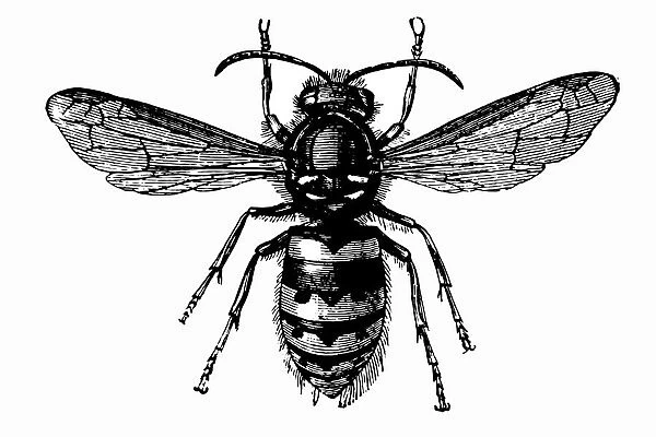 Common Wasp (Vespula Vulgaris)