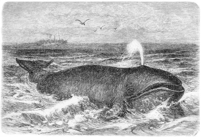 Framed Print : Common whale