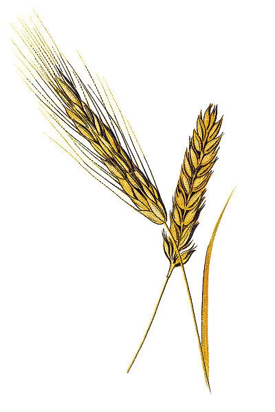 Common wheat (Triticum aestivum), also known as bread wheat
