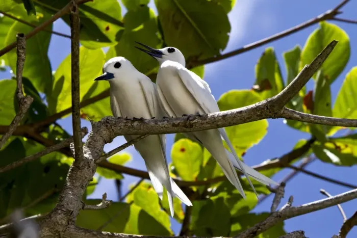 Framed Print : Common White Terns -Gygis alba-, Marianne Island, Seychelles, Africa, Indian Ocean Framed Print : Common White Terns -Gygis alba-, Marianne Island, Seychelles, Africa, Indian Ocean