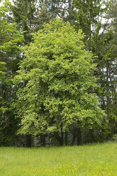 Common Whitebeam -Sorbus aria-, Thuringia, Germany