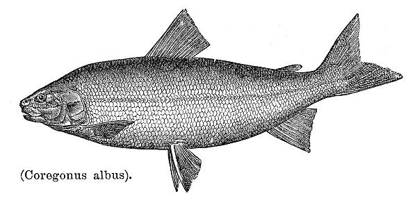 Common Whitefish of Lake Erie engraving 1897