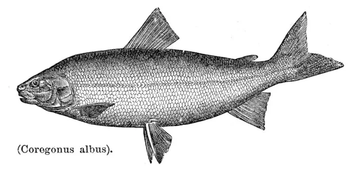 Framed Print : Common Whitefish of Lake Erie engraving 1897 Framed Print : Common Whitefish of Lake Erie engraving 1897
