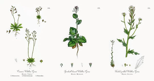 Common Whitlow Grass, Draba Verna, Victorian Botanical Illustration, 1863