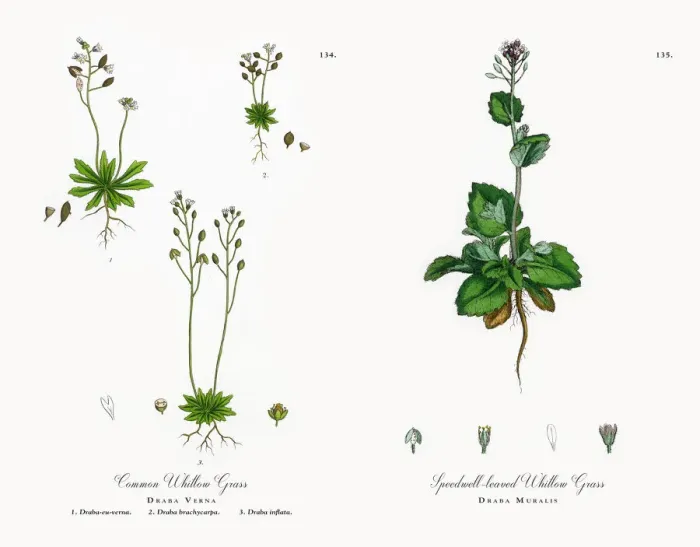 Framed Print : Common Whitlow Grass, Draba Verna, Victorian Botanical Illustration, 1863 Framed Print : Common Whitlow Grass, Draba Verna, Victorian Botanical Illustration, 1863