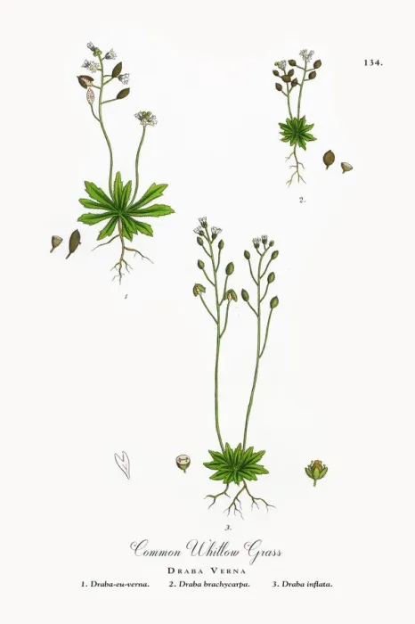 Framed Print : Common Whitlow Grass, Draba Verna, Victorian Botanical Illustration, 1863 Framed Print : Common Whitlow Grass, Draba Verna, Victorian Botanical Illustration, 1863