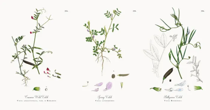 Framed Print : Common Wild Vetch, Vicia angustifolia, var. a Bobartii, Victorian Botanical Illustration, 1863