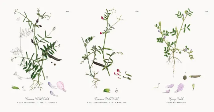 Framed Print : Common Wild Vetch, Vicia angustifolia, var. a segetalis, Victorian Botanical Illustration, 1863 Framed Print : Common Wild Vetch, Vicia angustifolia, var. a segetalis, Victorian Botanical Illustration, 1863