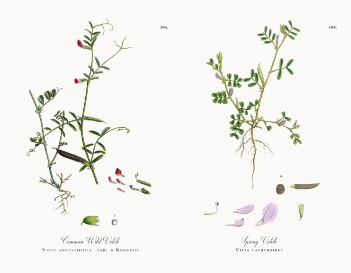 Framed Print : Common Wild Vetch, Vicia angustifolia, var. a Bobartii, Victorian Botanical Illustration, 1863