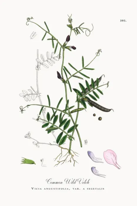 Framed Print : Common Wild Vetch, Vicia angustifolia, var. a segetalis, Victorian Botanical Illustration, 1863 Framed Print : Common Wild Vetch, Vicia angustifolia, var. a segetalis, Victorian Botanical Illustration, 1863