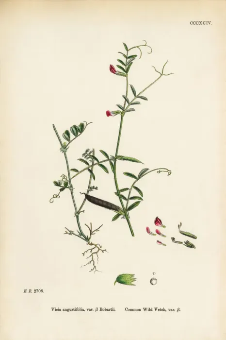 Framed Print : Common Wild Vetch, Vicia angustifolia, var. a Bobartii, Victorian Botanical Illustration, 1863 Framed Print : Common Wild Vetch, Vicia angustifolia, var. a Bobartii, Victorian Botanical Illustration, 1863