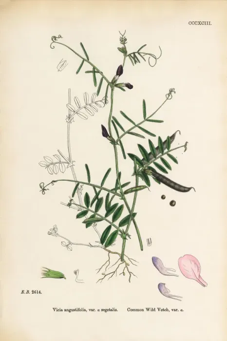 Framed Print : Common Wild Vetch, Vicia angustifolia, var. a segetalis, Victorian Botanical Illustration, 1863 Framed Print : Common Wild Vetch, Vicia angustifolia, var. a segetalis, Victorian Botanical Illustration, 1863