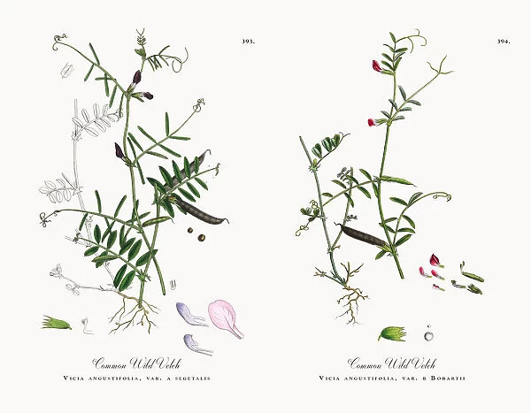 Common Wild Vetch, Vicia angustifolia, var. a segetalis, Victorian Botanical Illustration, 1863