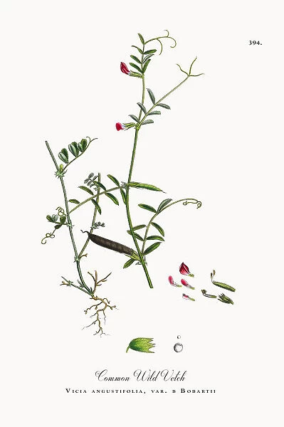 Common Wild Vetch, Vicia angustifolia, var. a Bobartii, Victorian Botanical Illustration, 1863