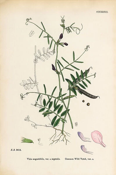 Common Wild Vetch, Vicia angustifolia, var. a segetalis, Victorian Botanical Illustration, 1863