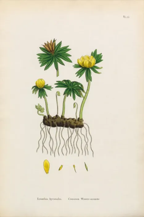 Framed Print : Common Winter Aconite, Eranthus hyemalis, Victorian Botanical Illustration, 1863 Framed Print : Common Winter Aconite, Eranthus hyemalis, Victorian Botanical Illustration, 1863