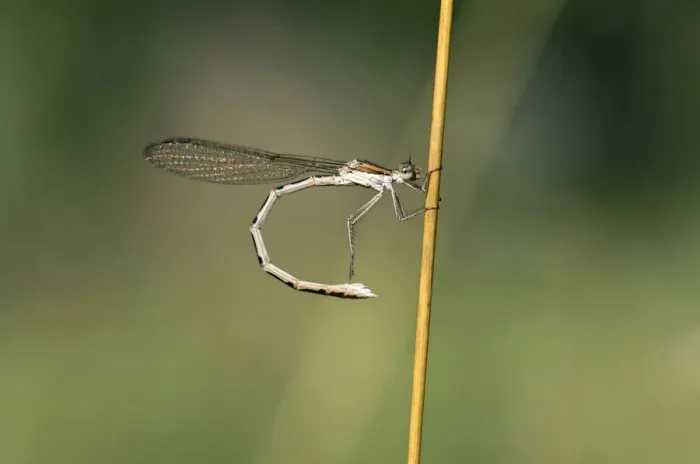 Framed Print : Common Winter Damselfly -Sympecma fusca-, female, Canton of Geneva, Switzerland