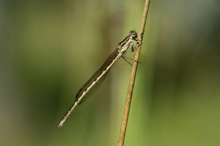 Framed Print : Common Winter Damselfly -Sympecma fusca-, male, Canton of Geneva, Switzerland Framed Print : Common Winter Damselfly -Sympecma fusca-, male, Canton of Geneva, Switzerland