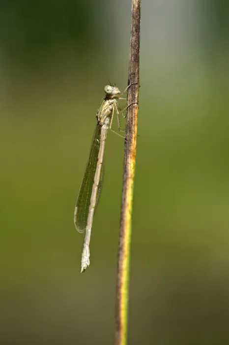 Framed Print : Common Winter Damselfly -Sympecma fusca-, newly hatched females, Canton of Geneva, Switzerland Framed Print : Common Winter Damselfly -Sympecma fusca-, newly hatched females, Canton of Geneva, Switzerland