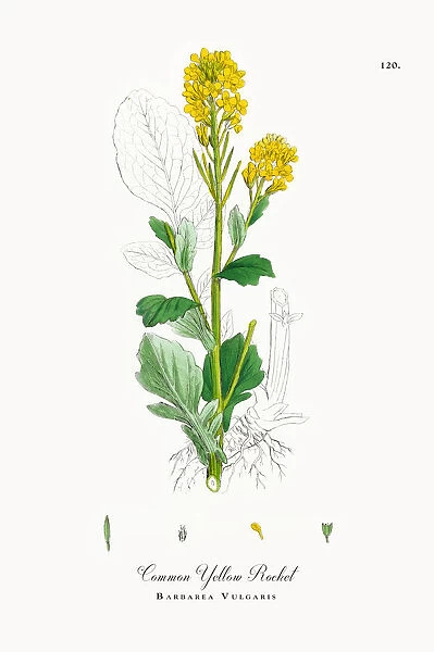 Common Yellow Rocket, Barbarea Vulgaris, Victorian Botanical Illustration, 1863