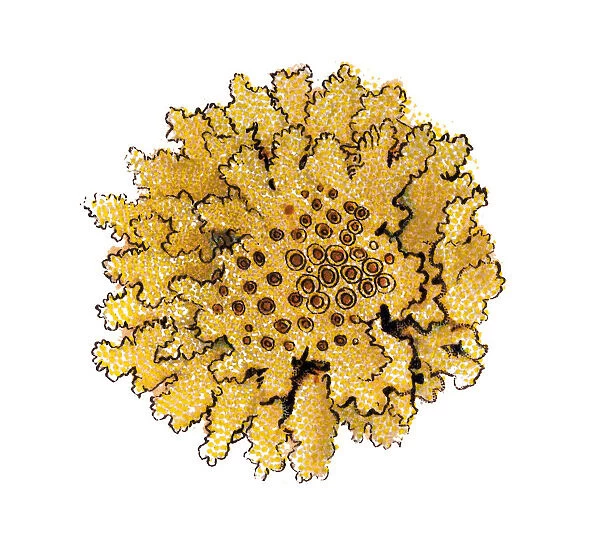 Common yellow wall lichen, Parmelia parietina
