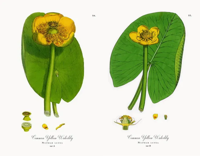 Framed Print : Common Yellow Waterlily, Nuphar lutea, Victorian Botanical Illustration, 1863 Framed Print : Common Yellow Waterlily, Nuphar lutea, Victorian Botanical Illustration, 1863
