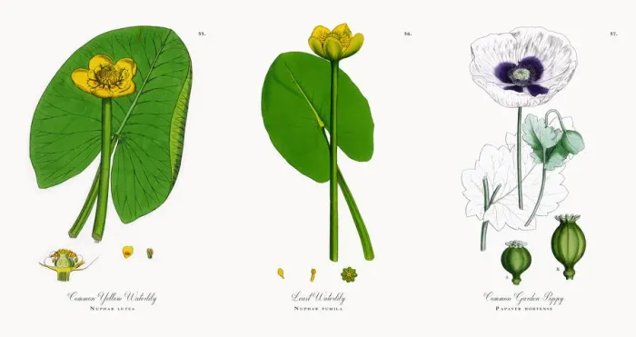 Framed Print : Common Yellow Waterlily, Nuphar lutea, Victorian Botanical Illustration, 1863 Framed Print : Common Yellow Waterlily, Nuphar lutea, Victorian Botanical Illustration, 1863