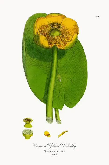 Framed Print : Common Yellow Waterlily, Nuphar lutea, Victorian Botanical Illustration, 1863 Framed Print : Common Yellow Waterlily, Nuphar lutea, Victorian Botanical Illustration, 1863