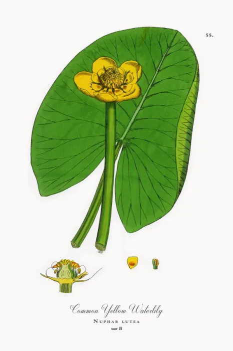 Framed Print : Common Yellow Waterlily, Nuphar lutea, Victorian Botanical Illustration, 1863 Framed Print : Common Yellow Waterlily, Nuphar lutea, Victorian Botanical Illustration, 1863