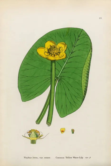 Framed Print : Common Yellow Waterlily, Nuphar lutea, Victorian Botanical Illustration, 1863 Framed Print : Common Yellow Waterlily, Nuphar lutea, Victorian Botanical Illustration, 1863