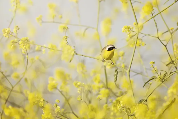 Framed Print : Common Yellowthroat Perched in Wild Mustard Framed Print : Common Yellowthroat Perched in Wild Mustard
