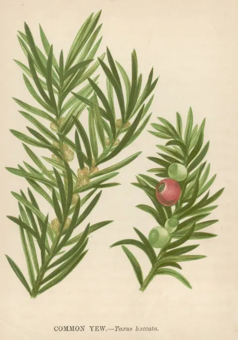Framed Print : Common Yew Framed Print : Common Yew
